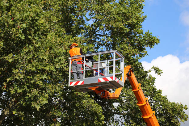 Professional Tree Care  in Springdale, NC